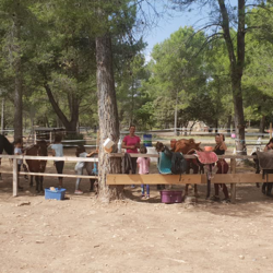 therapie par le cheval-stages d equitation-activites pour enfants Lambesc-ferme pedagogique Lambesc-balades a poney Bouches-du-Rhone-jeux exterieurs Lambesc-ecurie de proprietaires Salon-de-Provence-organisation d'anniversaires Mallemort-poney-club Lambesc