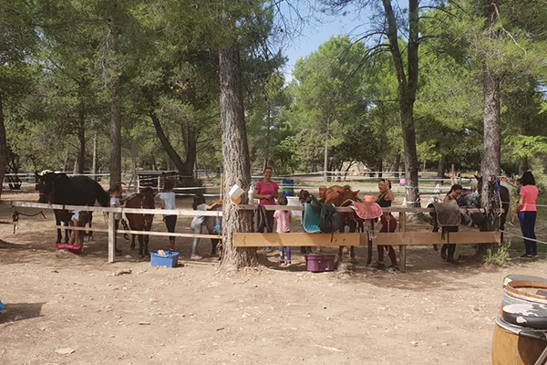 therapie par le cheval