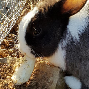 activites pour enfants Lambesc-ferme pedagogique Lambesc-balades a poney Bouches-du-Rhone-jeux exterieurs Lambesc-ecurie de proprietaires Salon-de-Provence-organisation d'anniversaires Mallemort-poney-club Lambesc