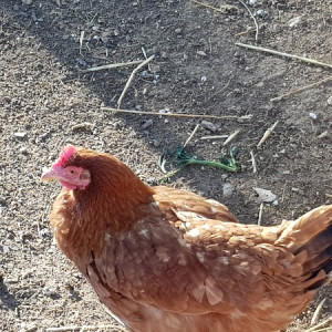 activites pour enfants Lambesc-ferme pedagogique Lambesc-balades a poney Bouches-du-Rhone-jeux exterieurs Lambesc-ecurie de proprietaires Salon-de-Provence-organisation d'anniversaires Mallemort-poney-club Lambesc