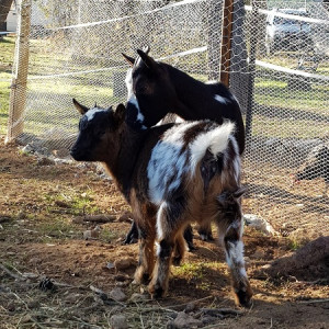 activites pour enfants Lambesc-ferme pedagogique Lambesc-balades a poney Bouches-du-Rhone-jeux exterieurs Lambesc-ecurie de proprietaires Salon-de-Provence-organisation d'anniversaires Mallemort-poney-club Lambesc