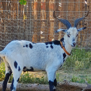 activites pour enfants Lambesc-ferme pedagogique Lambesc-balades a poney Bouches-du-Rhone-jeux exterieurs Lambesc-ecurie de proprietaires Salon-de-Provence-organisation d'anniversaires Mallemort-poney-club Lambesc