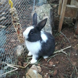 activites pour enfants Lambesc-ferme pedagogique Lambesc-balades a poney Bouches-du-Rhone-jeux exterieurs Lambesc-ecurie de proprietaires Salon-de-Provence-organisation d'anniversaires Mallemort-poney-club Lambesc