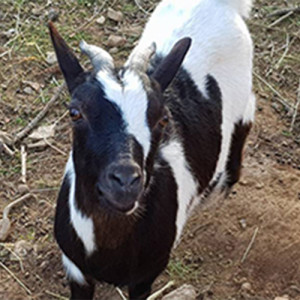 pension chevaux Lambesc-activites pour enfants Lambesc-ferme pedagogique Lambesc-balades a poney Bouches-du-Rhone-jeux exterieurs Lambesc-ecurie de proprietaires Salon-de-Provence-organisation d'anniversaires Mallemort-poney-club Lambesc