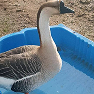 pension chevaux Lambesc-activites pour enfants Lambesc-ferme pedagogique Lambesc-balades a poney Bouches-du-Rhone-jeux exterieurs Lambesc-ecurie de proprietaires Salon-de-Provence-organisation d'anniversaires Mallemort-poney-club Lambesc