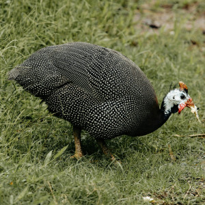 pension chevaux Lambesc-activites pour enfants Lambesc-ferme pedagogique Lambesc-balades a poney Bouches-du-Rhone-jeux exterieurs Lambesc-ecurie de proprietaires Salon-de-Provence-organisation d'anniversaires Mallemort-poney-club Lambesc