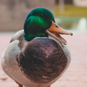 pension chevaux Lambesc-activites pour enfants Lambesc-ferme pedagogique Lambesc-balades a poney Bouches-du-Rhone-jeux exterieurs Lambesc-ecurie de proprietaires Salon-de-Provence-organisation d'anniversaires Mallemort-poney-club Lambesc